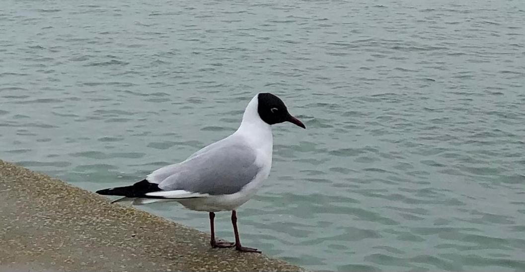 Nuit Insolite Sur Un Voilier Au Coeur De La Rochelle ลาโรแชล ภายนอก รูปภาพ